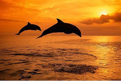 《多多自走棋》Steam页面上线  上线日期待定